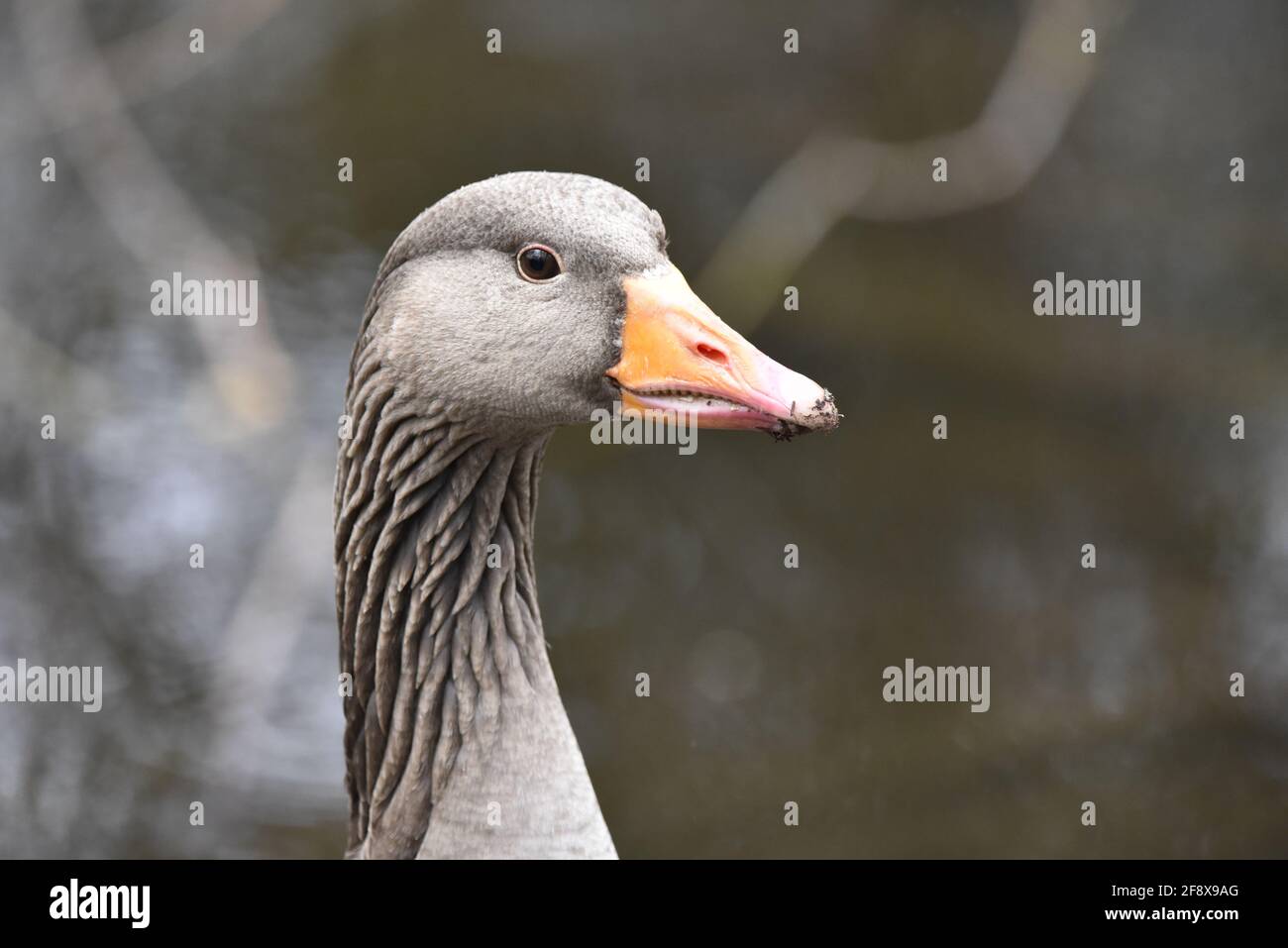 Close-Up Right-Side Head and Neck Portrait of a Greylag Goose (Anser anser) Taken on a Nature Reserve in Staffordshire in Spring Stock Photo