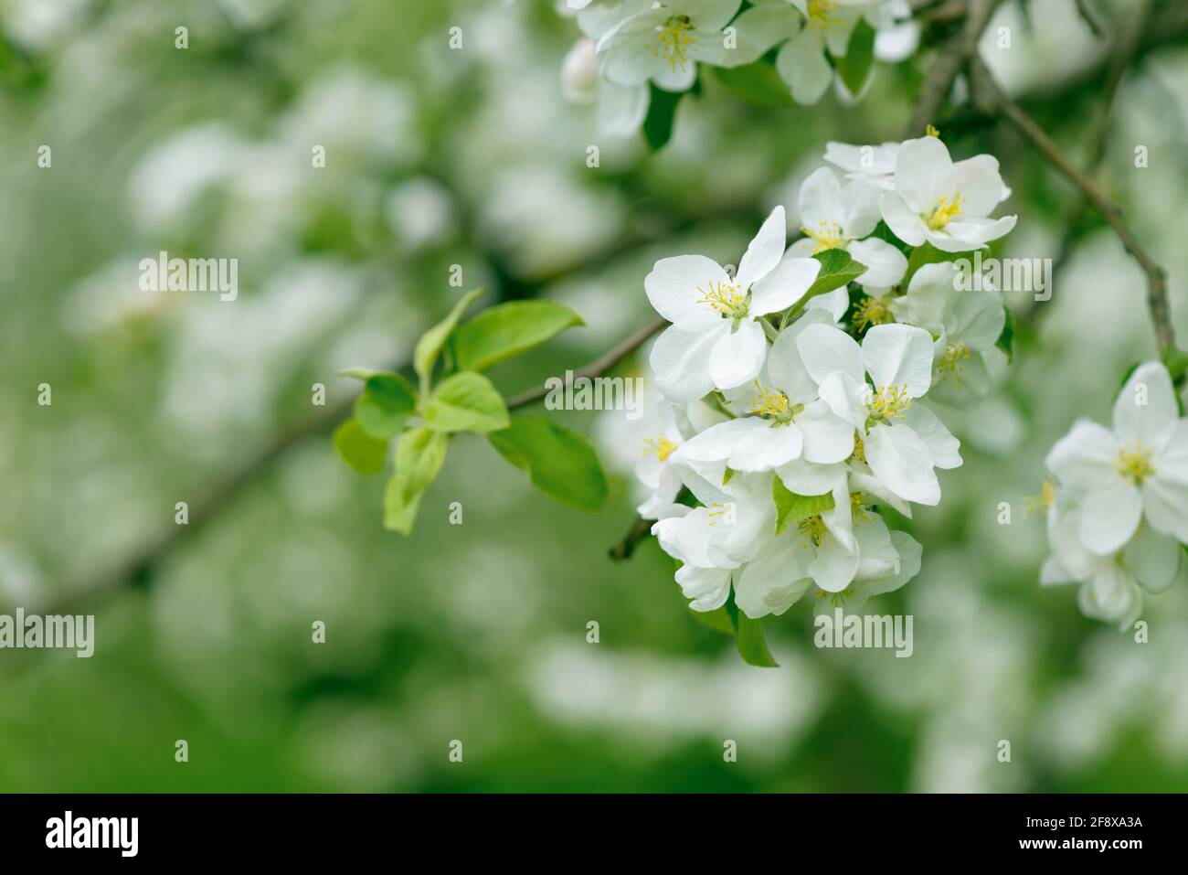 https://c8.alamy.com/comp/2F8XA3A/beautiful-flowering-cherry-plum-pear-or-apple-trees-background-with-blooming-flowers-in-spring-day-a-fragrant-spring-garden-2F8XA3A.jpg
