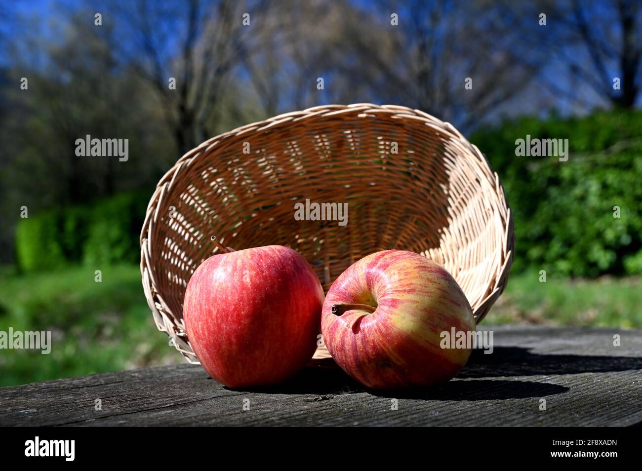 two apples and a basket on a wooden table Stock Photo