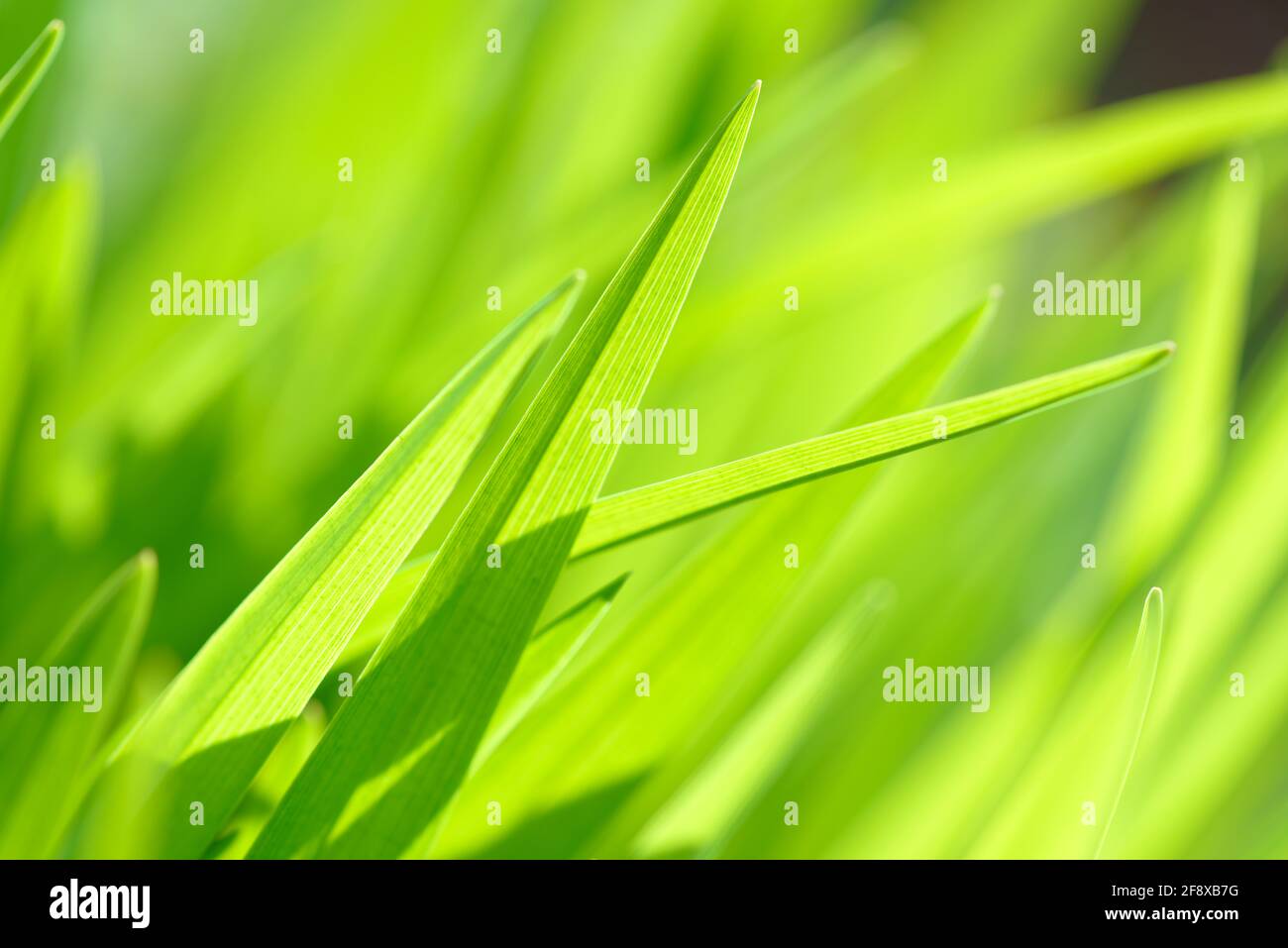Bright fresh spring grass close up in the forest with sunlight bokeh background. Grass field. Colorful herb growing in the meadow. Stock Photo