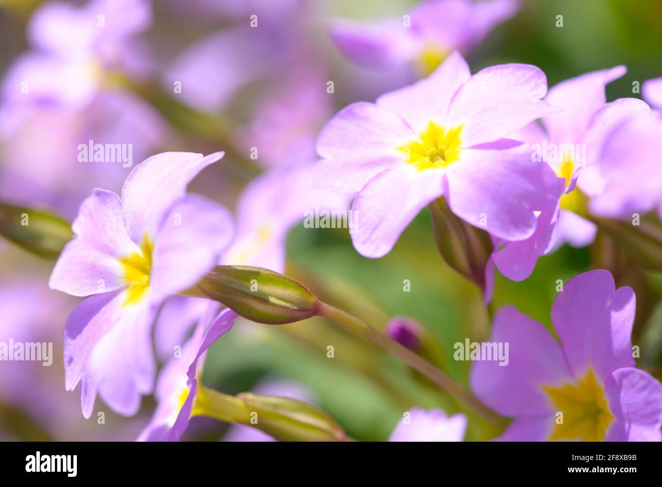 Primrose pink flowers (Primula Vulgaris). Pink primroses. Primula flowers growing in the field. Stock Photo
