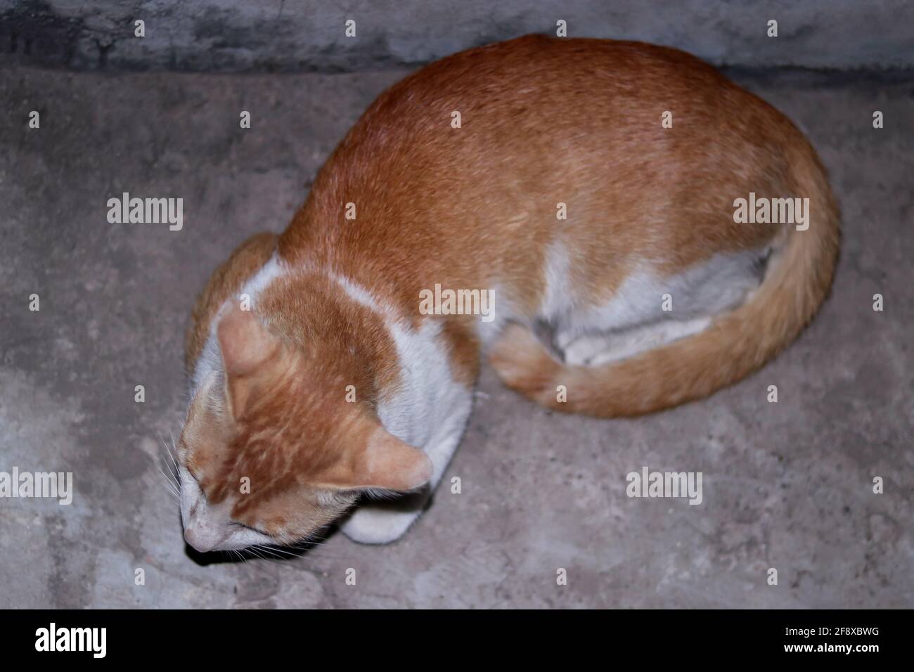 A reddish color cat sitting front on a wall looking at the front and his eye color are changed because of the camera flashlight also night Stock Photo
