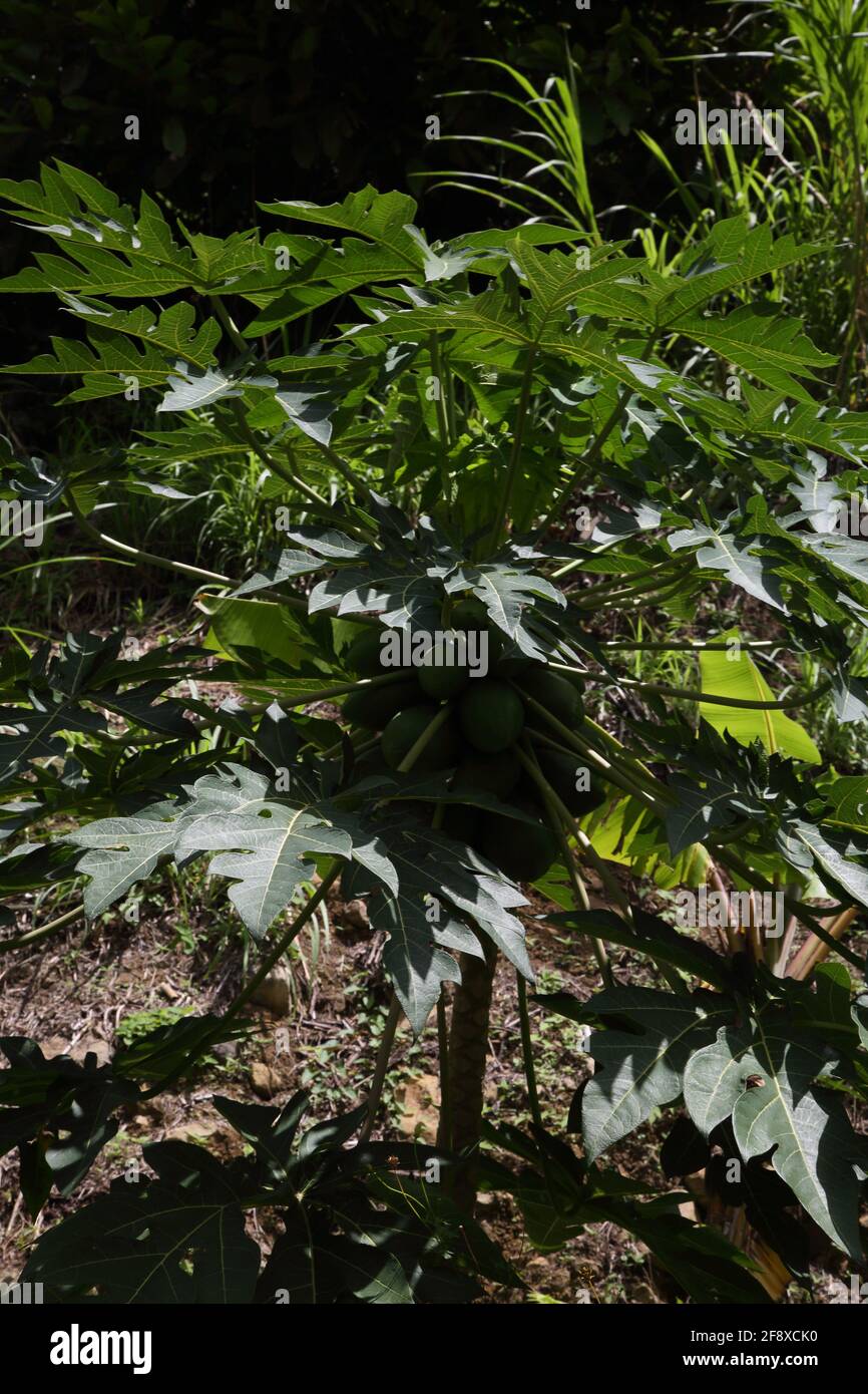 Mount Cinnamon Grenada Mangoes growing on Tree Stock Photo