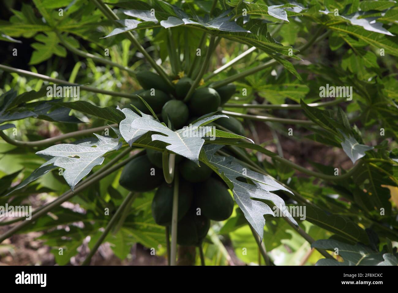Mount Cinnamon Grenada Mangoes growing on Tree Stock Photo