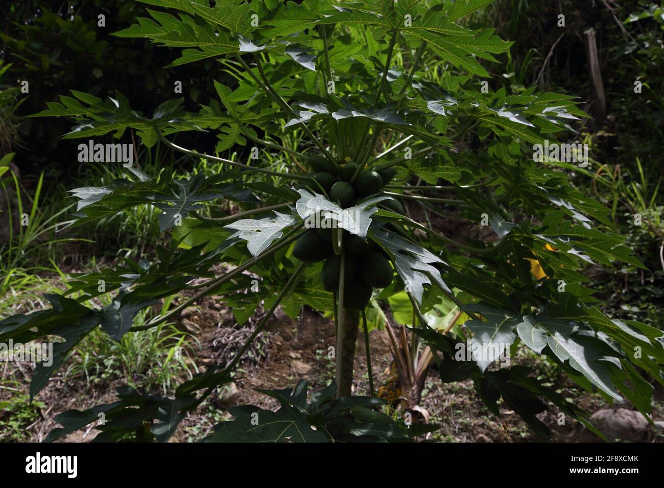 Mount Cinnamon Grenada Mangoes growing on Tree Stock Photo