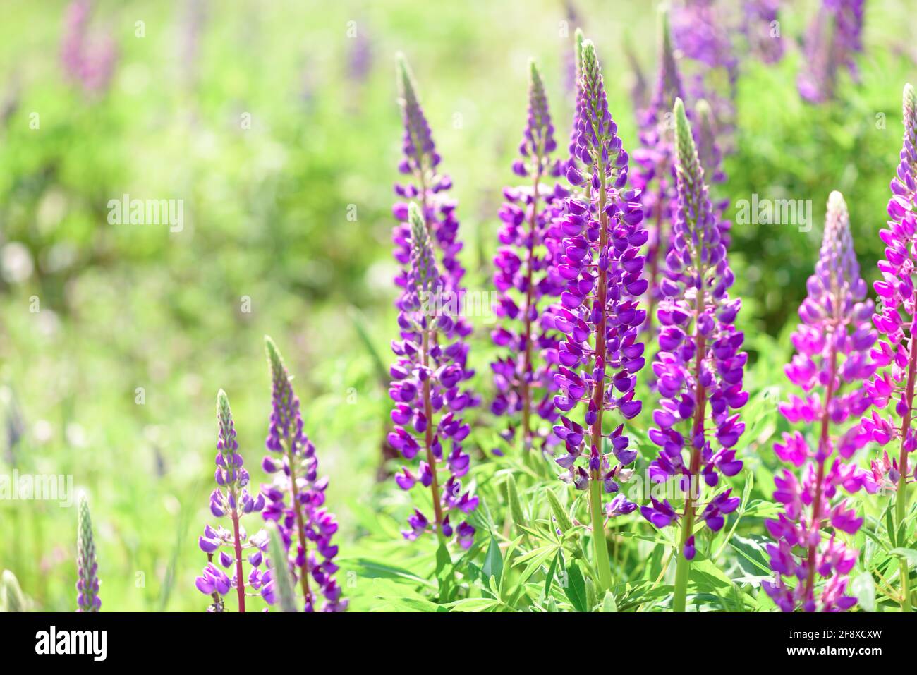 Lupinus, lupin, lupine field with pink purple and blue flowers. Bunch of lupines summer flower background. Wild flowering plant growing in the meadow. Stock Photo