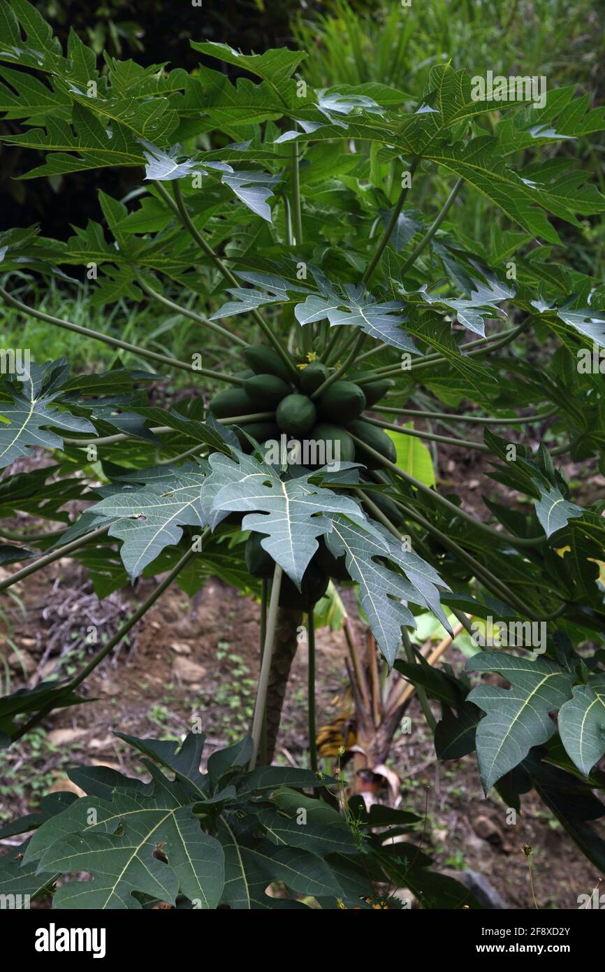 Mount Cinnamon Grenada Mangoes growing on Tree Stock Photo