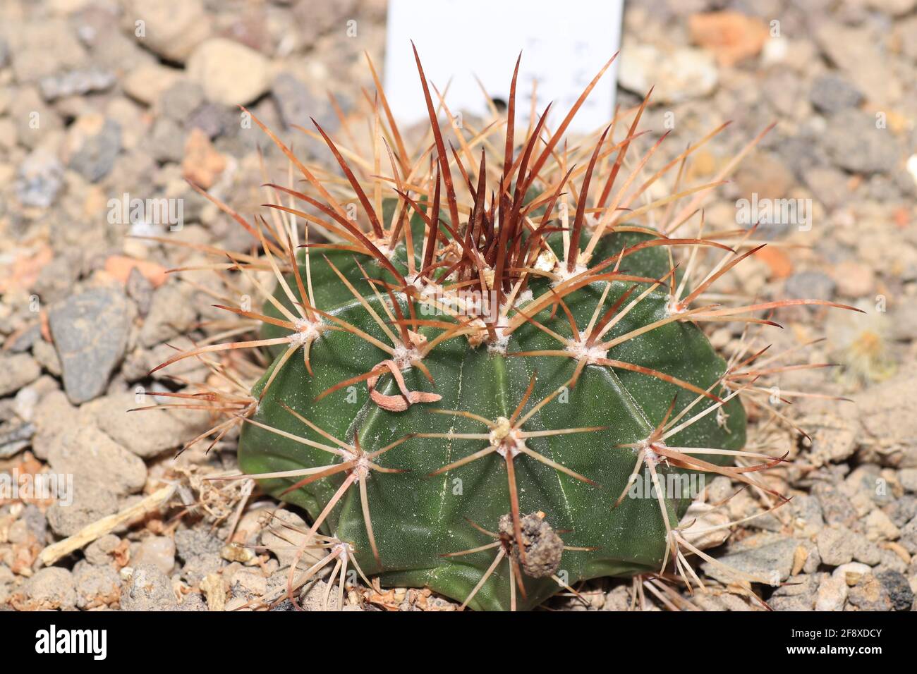 Selective focus shot of a ferocactus Stock Photo - Alamy
