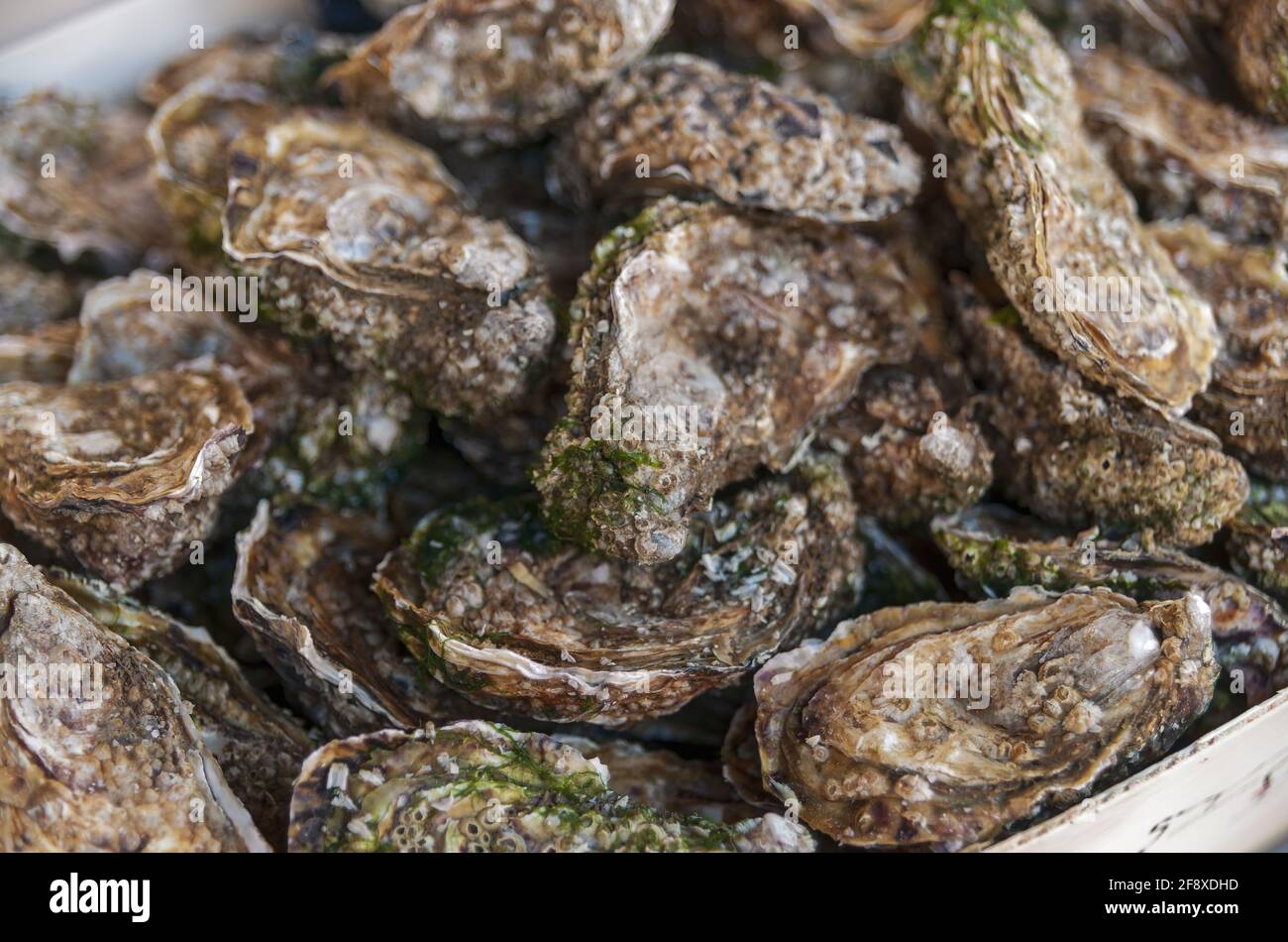 Seafood, Oysters In The Market Hall Of Trouville Sur Mer, Deauville