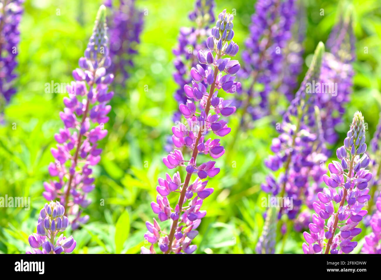 Lupinus, lupin, lupine field with pink purple and blue flowers. Bunch of lupines summer flower background. Wild flowering plant growing in the meadow. Stock Photo