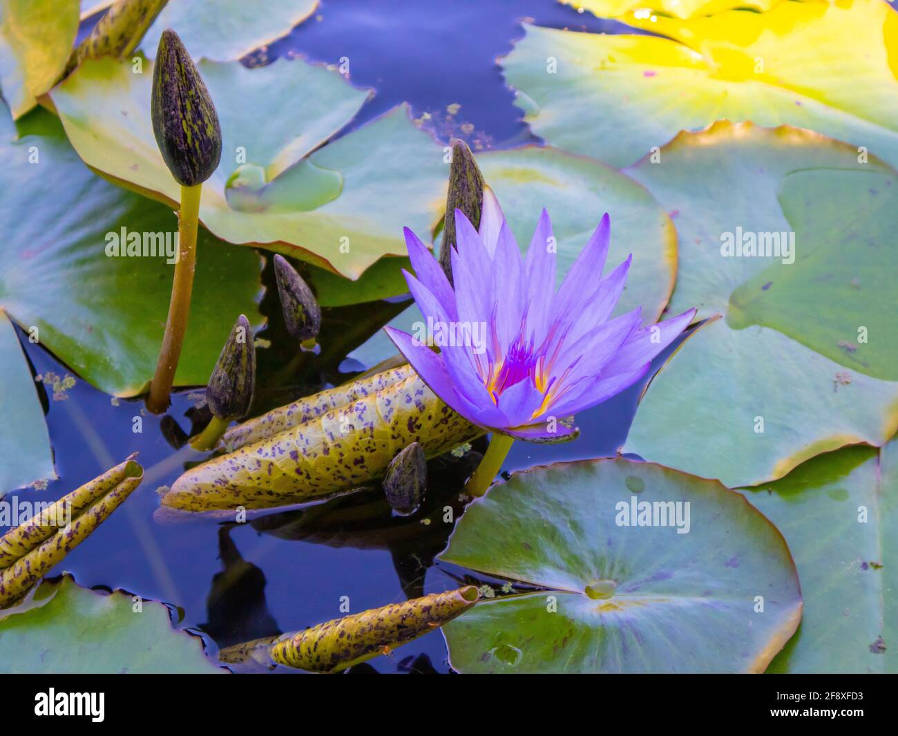 Stellenbosch University Botanical Garden, Cape Town, South Africa 0804