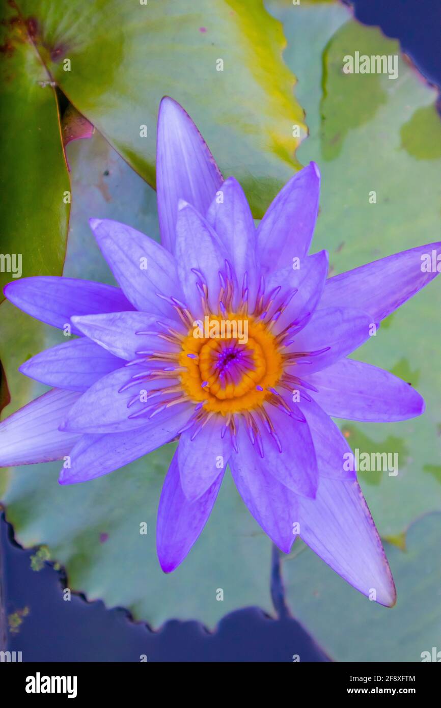 Stellenbosch University Botanical Garden, Cape Town, South Africa 0804