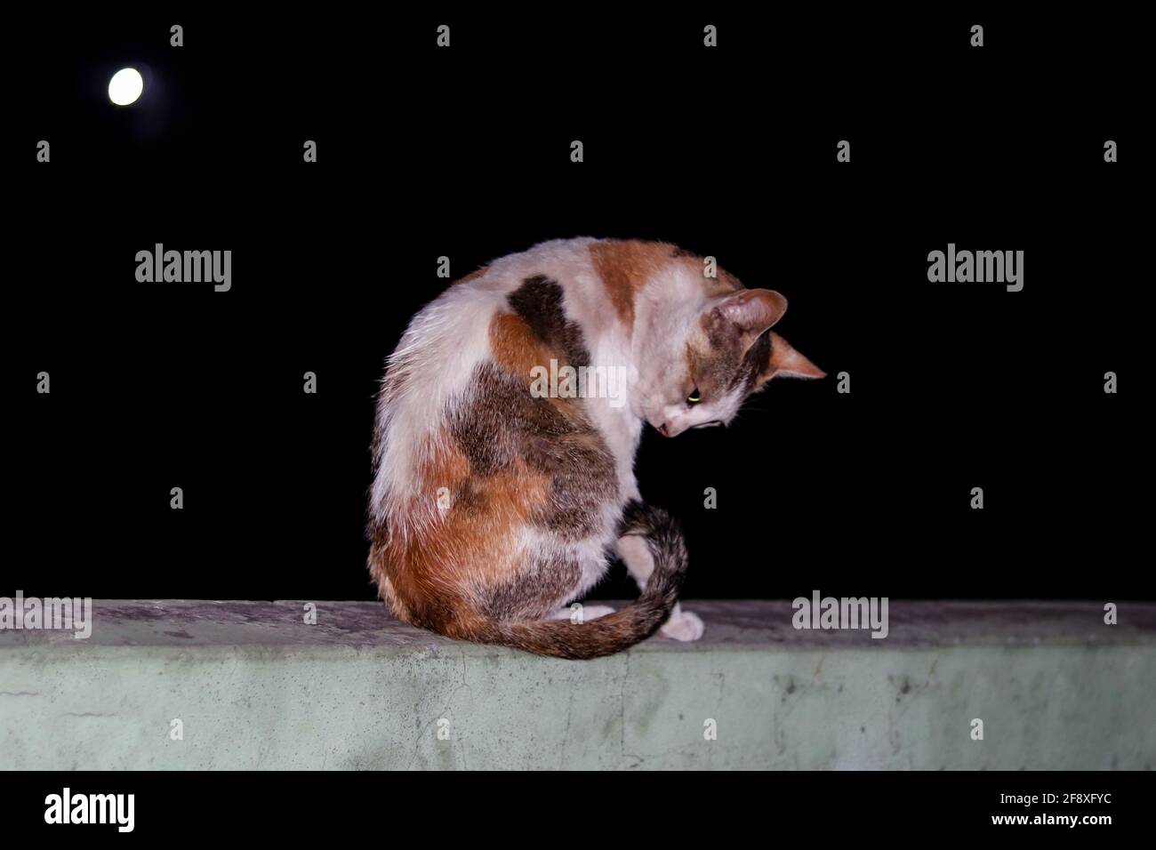 On a black backdrop A Cat sitting on the rooftop and looking at his body alone Stock Photo