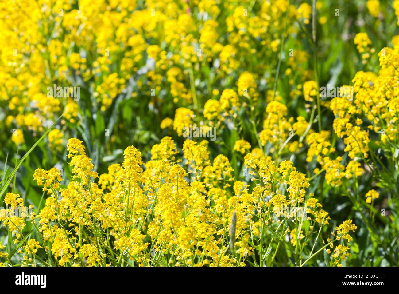 Yellow flowers of Barbarea vulgaris on a sunny summer day, closeup photo with selective focus Stock Photo