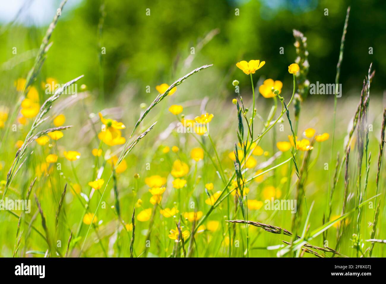 Wild yellow flowers grow on a summer meadow. Creeping buttercup, Ranunculus repens Stock Photo
