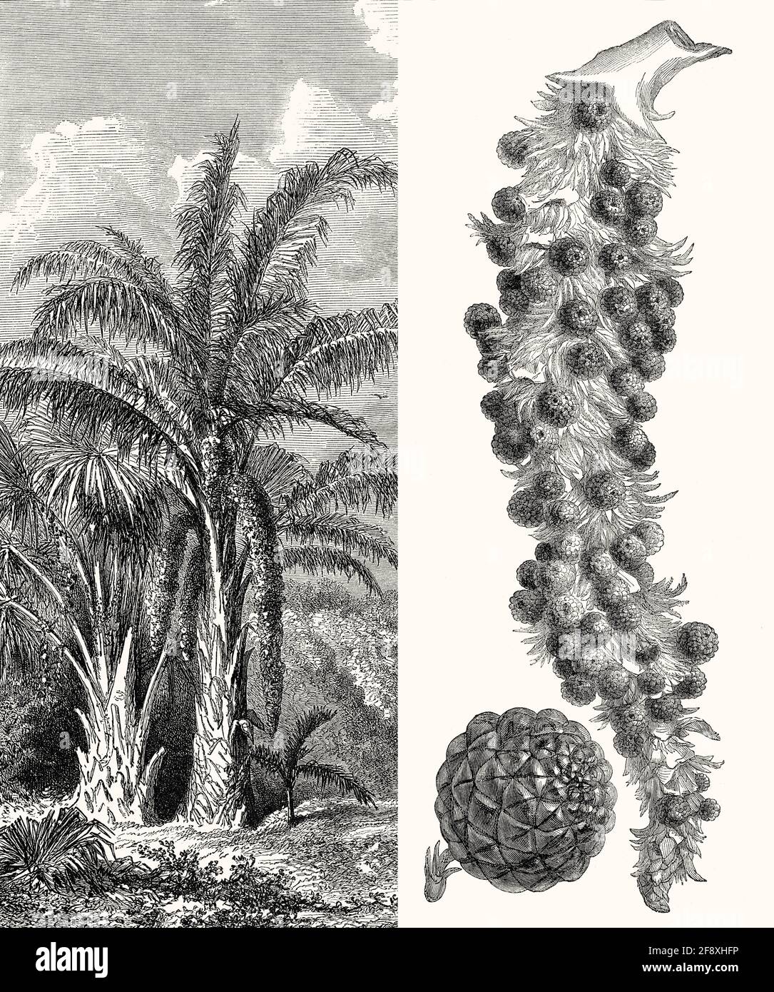 Raffia palm, Raphia vinifera, the West African piassava palm, Central Africa Stock Photo