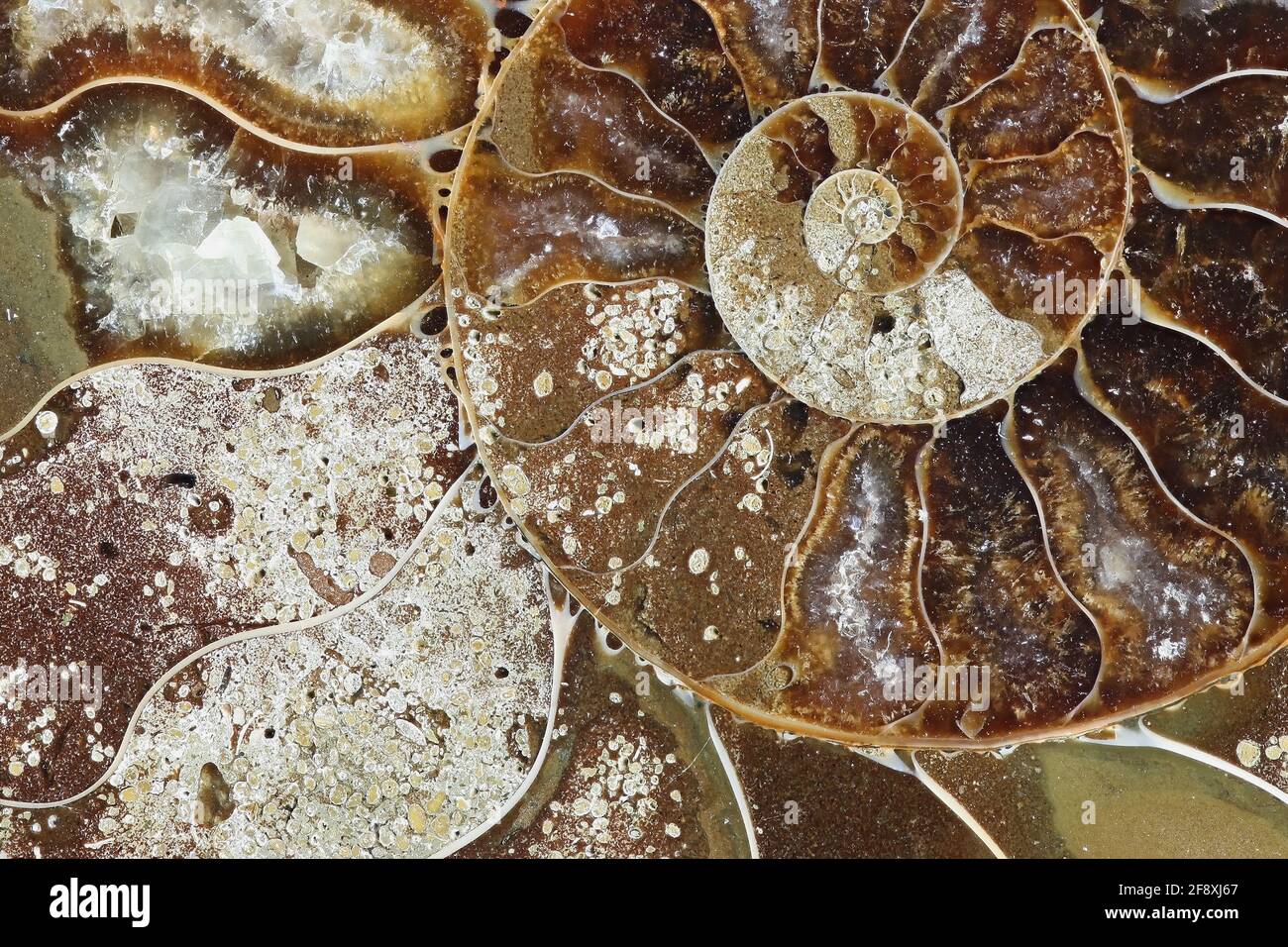 This is prehistoric fossilized mollusk called ammonite, an extinct marine animal. Stock Photo