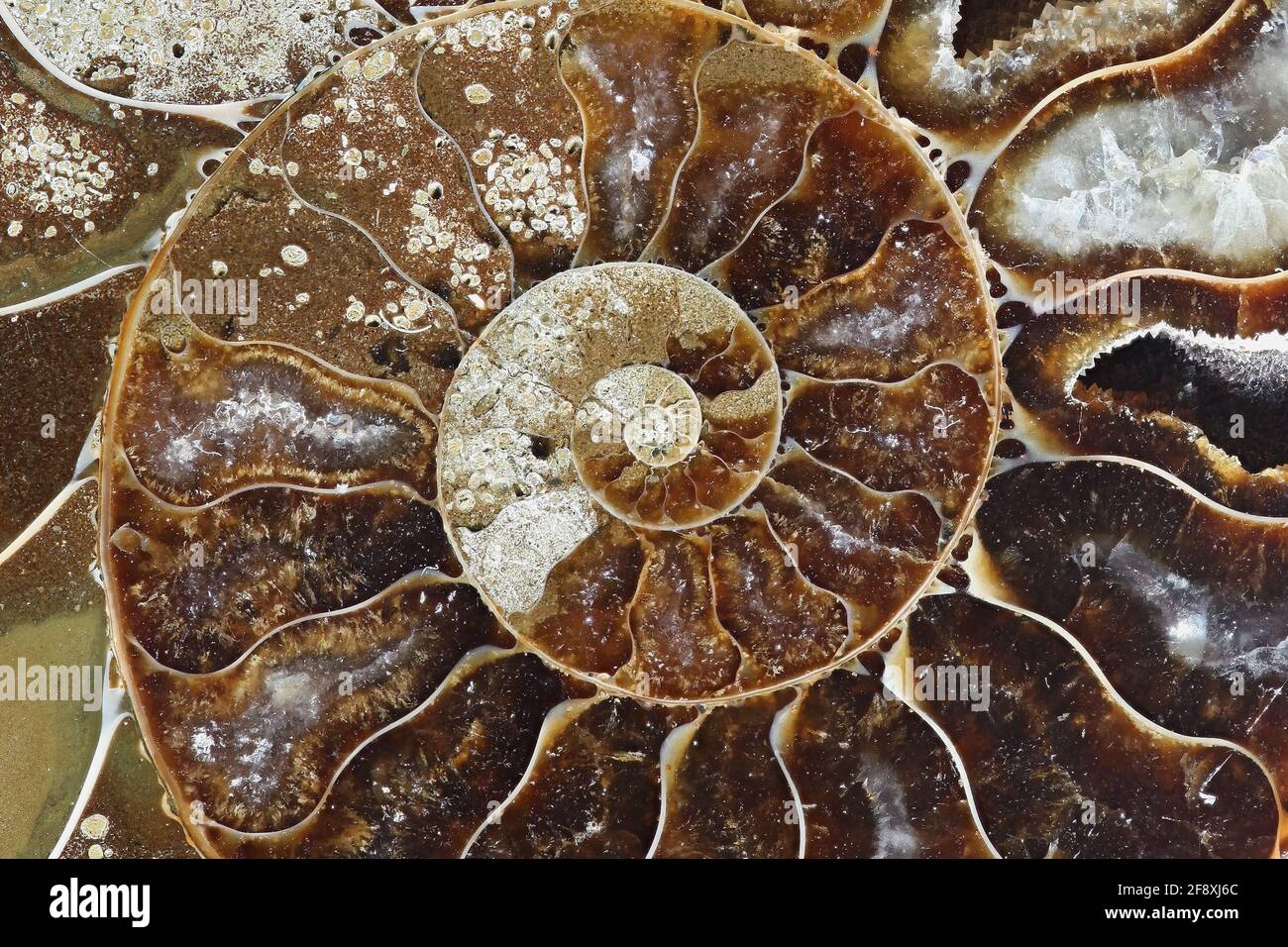 This is prehistoric fossilized mollusk called ammonite, an extinct marine animal. Stock Photo