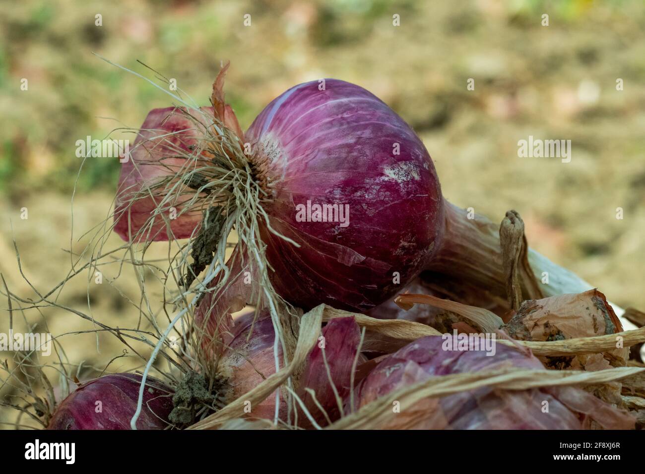 Onion harvest hi-res stock photography and images - Alamy