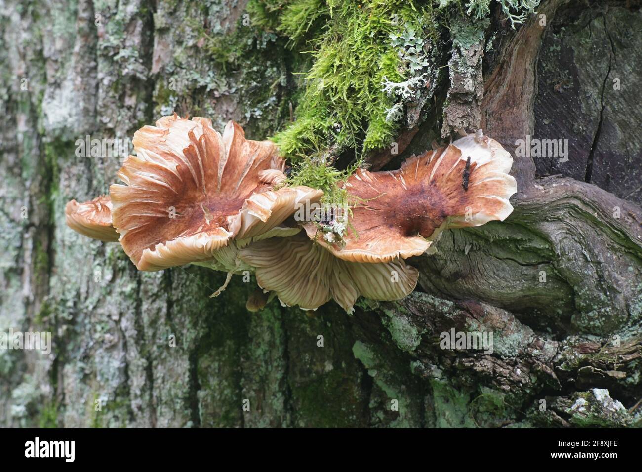 Armillaria lutea, commonly known as the bulbous honey fungus, wild mushroom from Finland Stock Photo