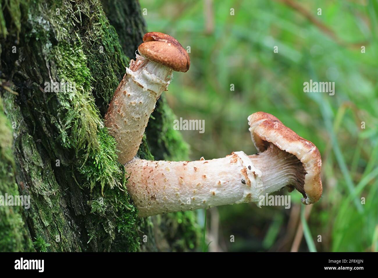 Armillaria lutea, commonly known as the bulbous honey fungus, wild mushroom from Finland Stock Photo