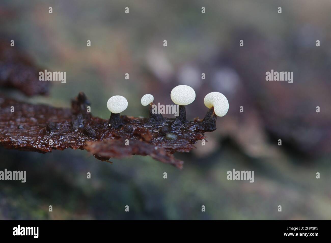 Didymium melanospermum, a slime mold growing on sphagnum moss in Finland Stock Photo