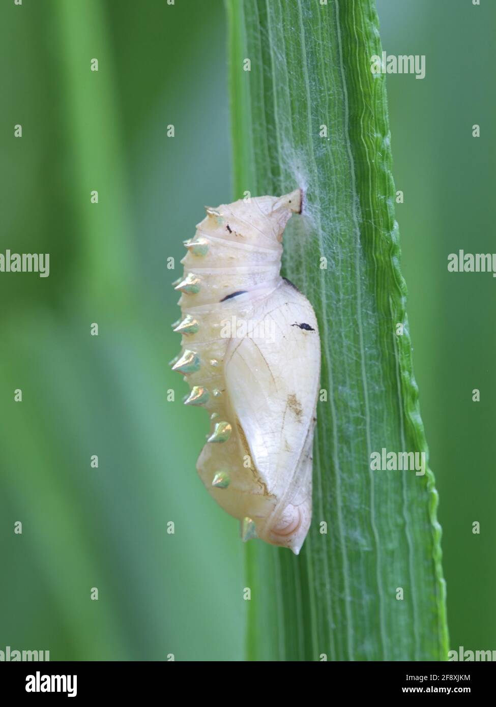 Butterfly (Nymphalidae) chrysalis Stock Photo
