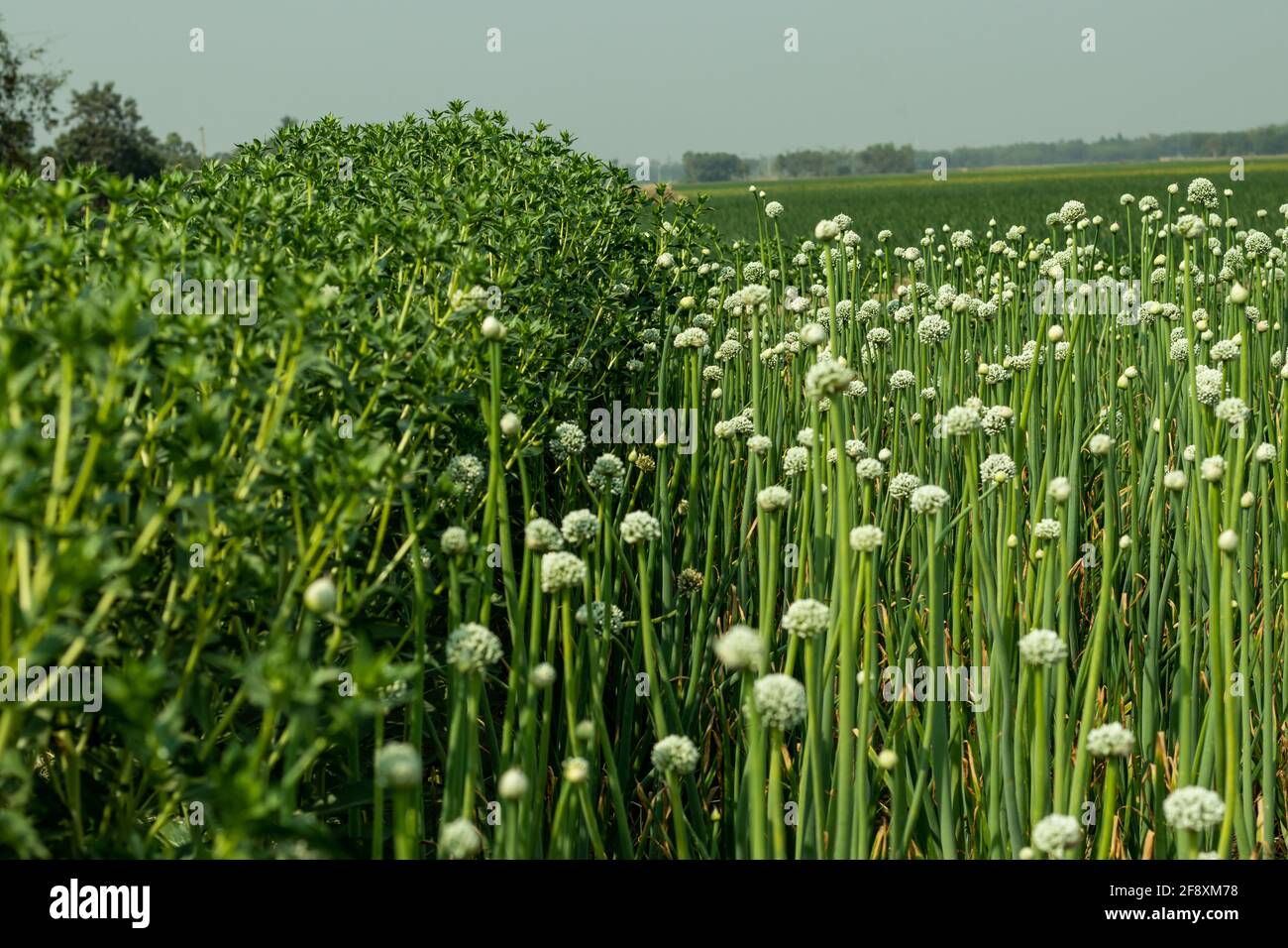 Growing onion flowers ornamental alliums grow tall and have round