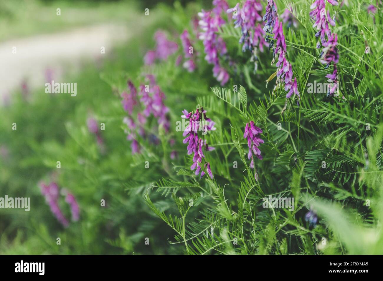 Lathyrus palustris or marsh pea with blurred background Stock Photo
