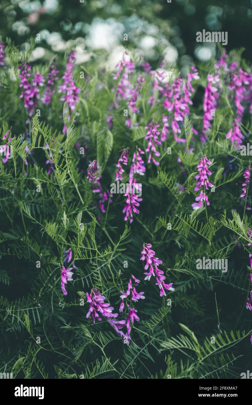 Closeup shot of marsh pea or Lathyrus palustris with blurred background Stock Photo