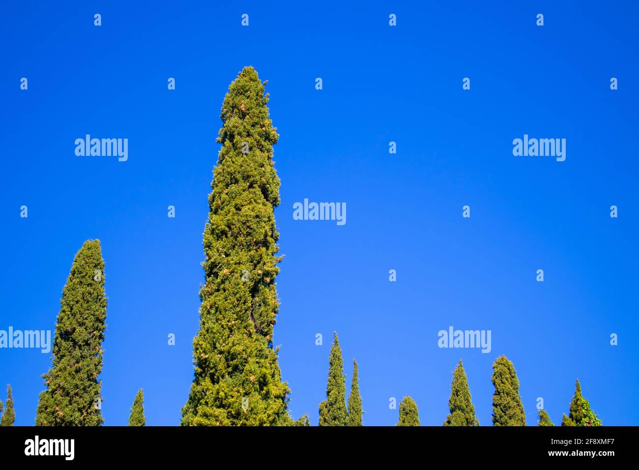 Stellenbosch University Botanical Garden, Cape Town, South Africa 0804