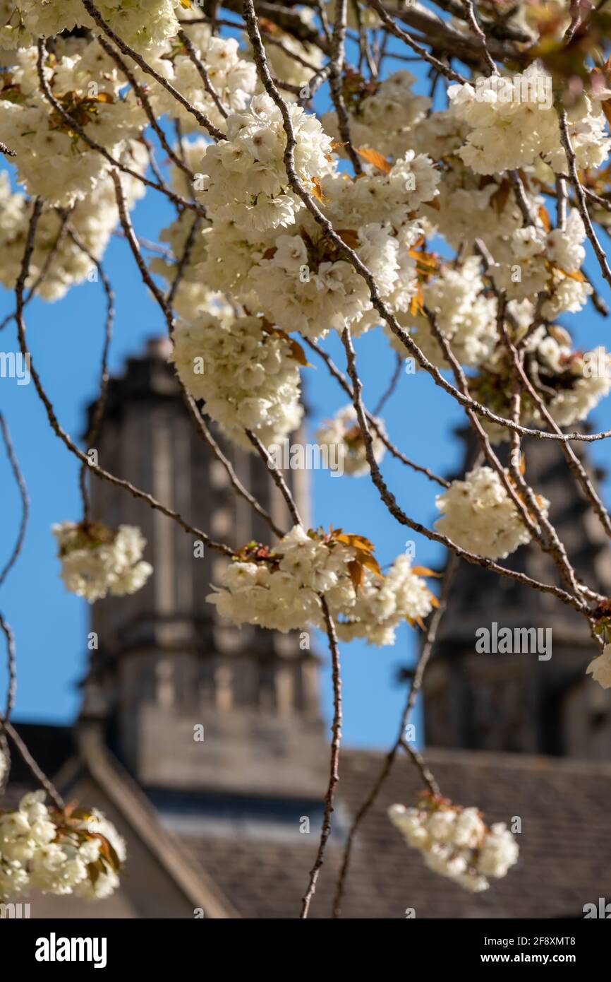 Tree with white blossom in full bloom. Photographed on a clear spring