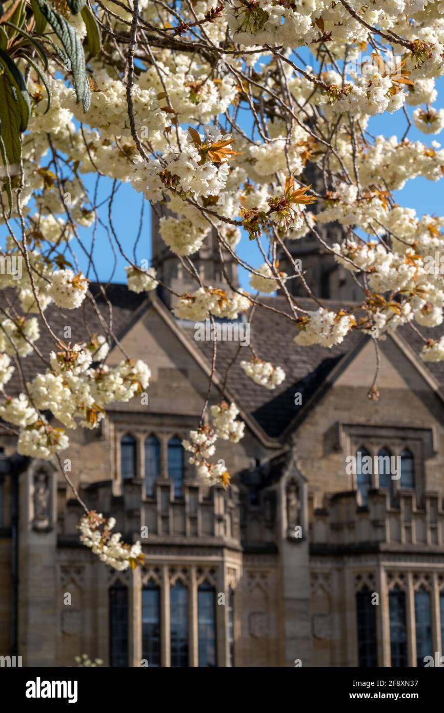 Tree with white blossom in full bloom. Photographed on a clear spring