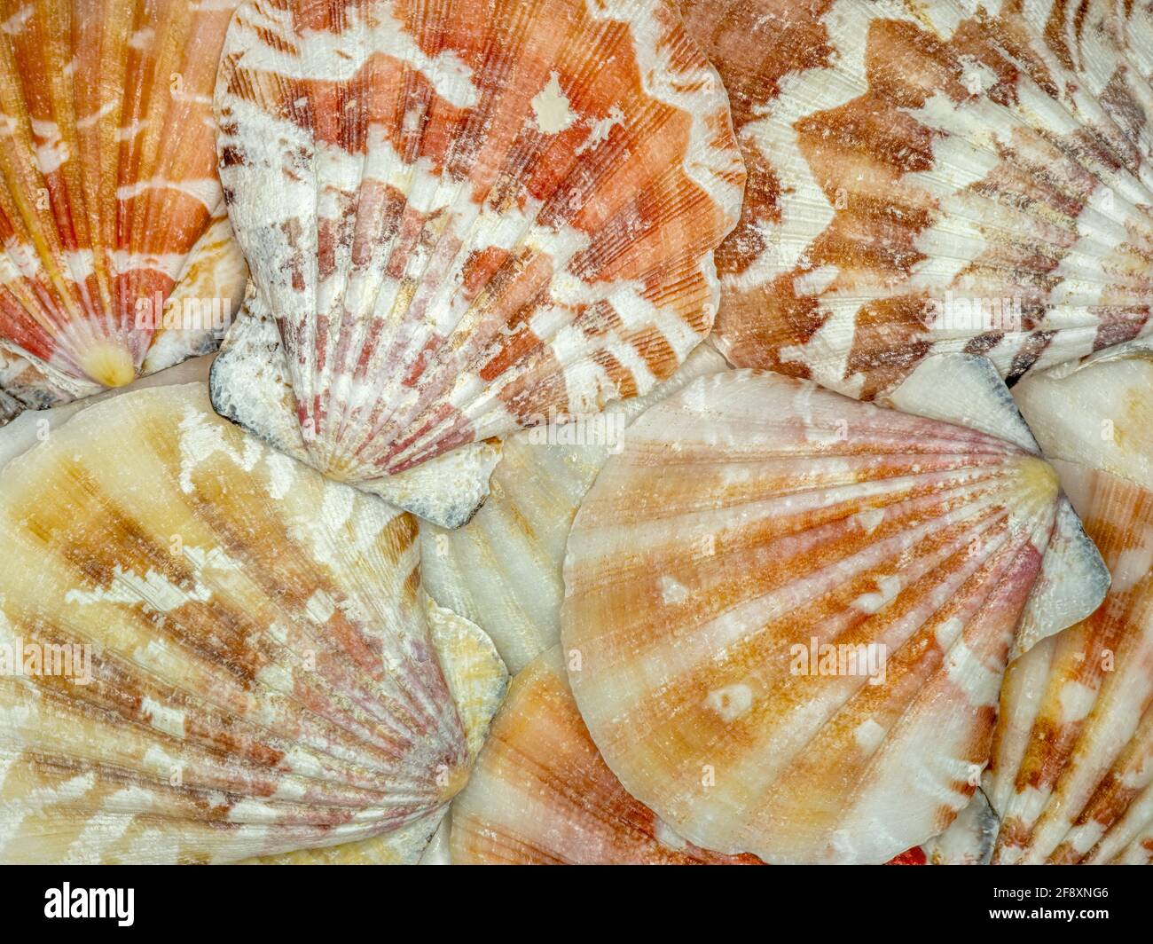 Yellow Cup Seashell, Shells