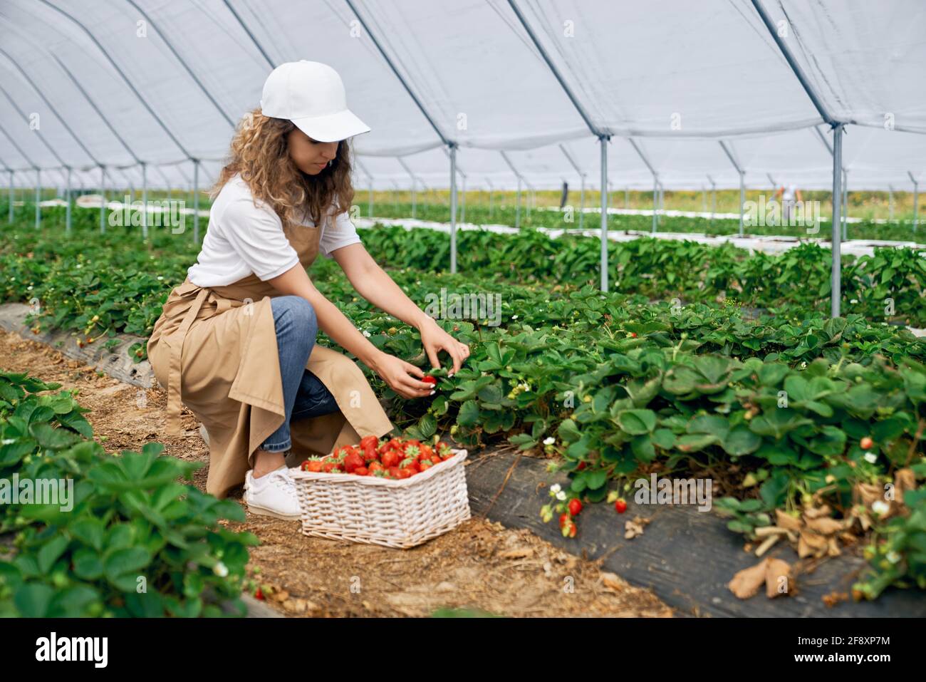 Strawberry picking field woman hi-res stock photography and images - Alamy