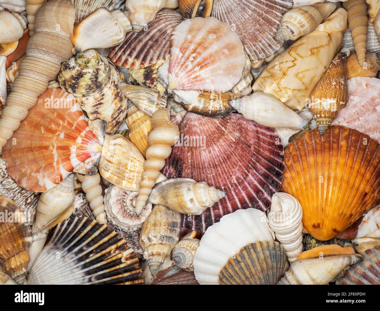 Colorful seashells hi-res stock photography and images - Alamy