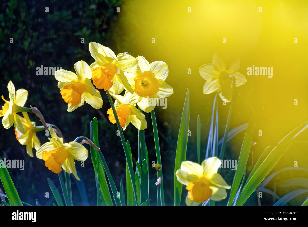 Jetfire hi-res stock photography and images - Alamy