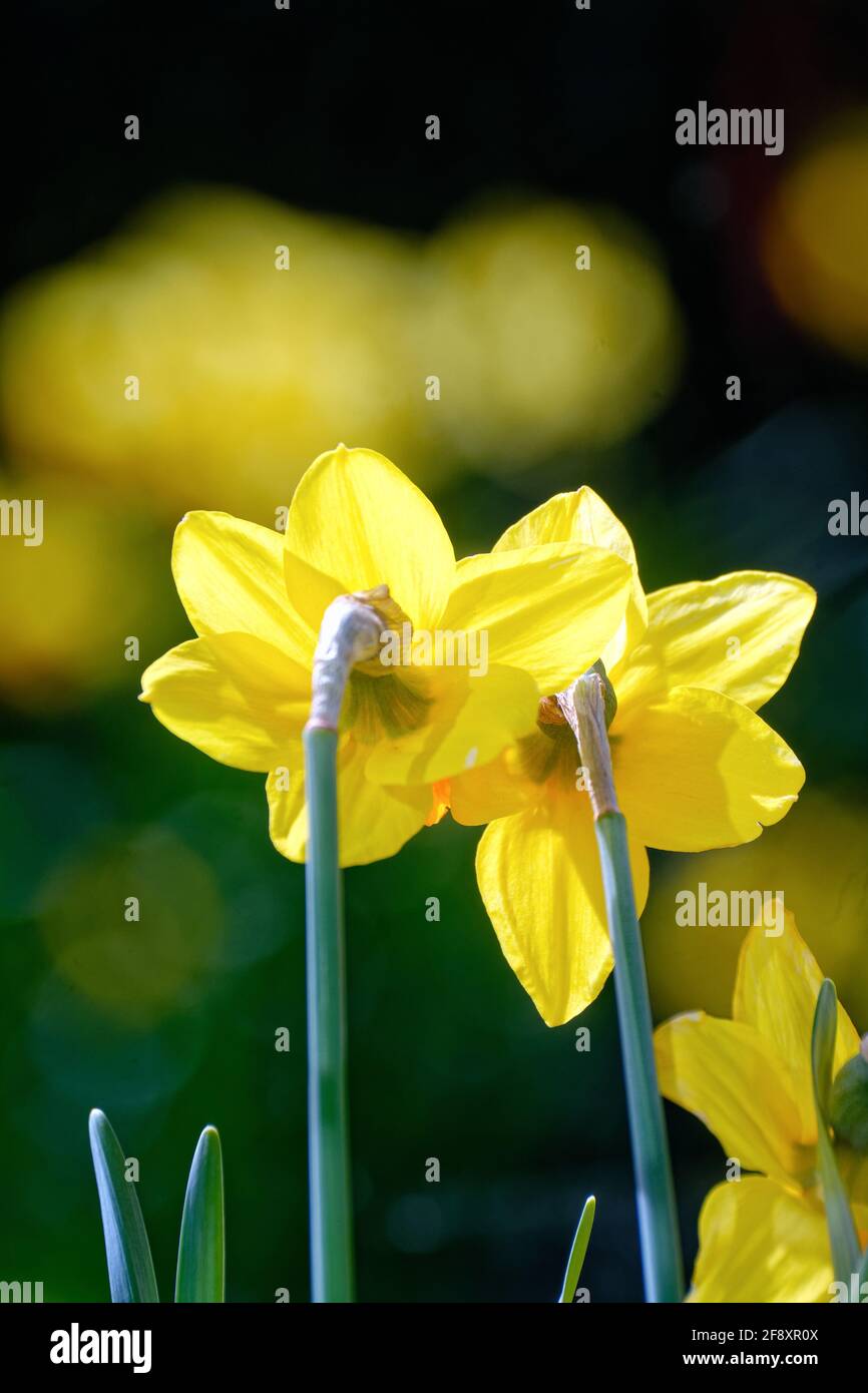 Jetfire hi-res stock photography and images - Alamy