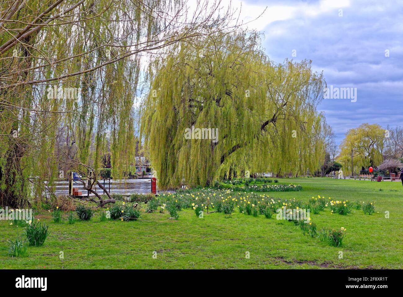 A weeping willow tree, salix chrysocoma in leaf on the riverside with daffodils in flower in the foreground, Shepperton Surrey England UK Stock Photo