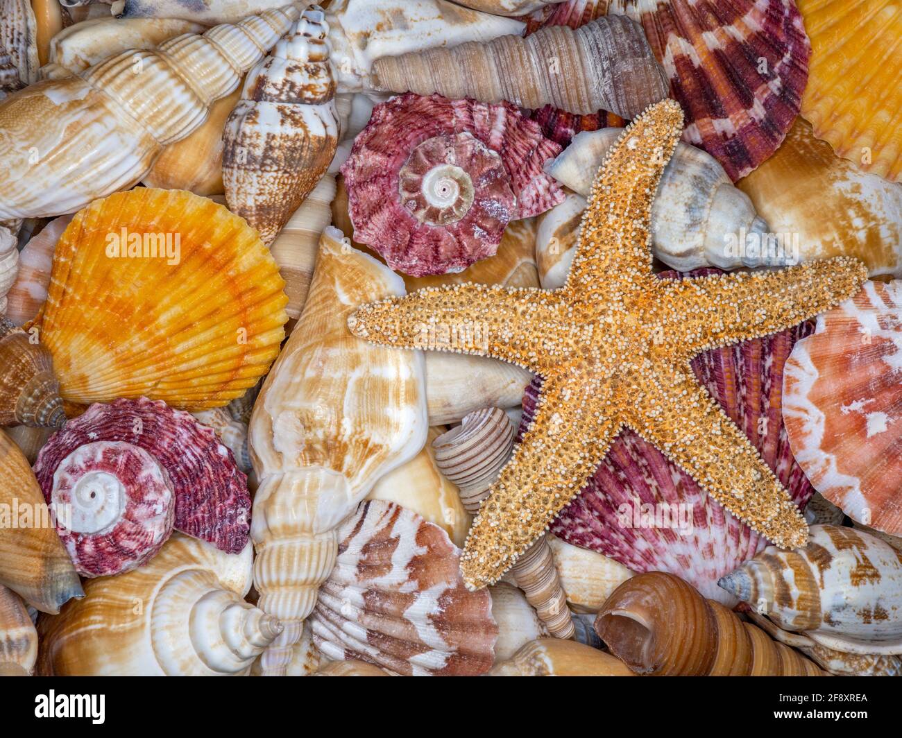 Still life seashell hi-res stock photography and images - Alamy
