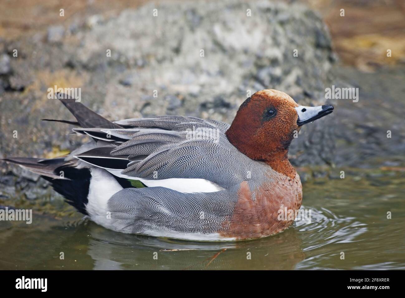 Male Eurasian Wigeon, Anas penelope Stock Photo - Alamy