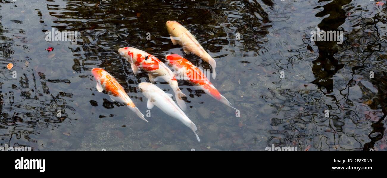 Koi carps swimming in pond, Eikan-do Buddhist Temple, Kyoto, Japan Stock Photo
