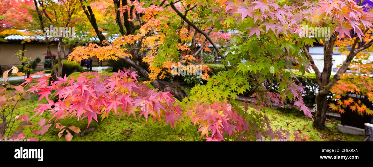 Japanese maple leaves in autumn color, Eikan-do Buddhist Temple, Kyoto, Japan Stock Photo