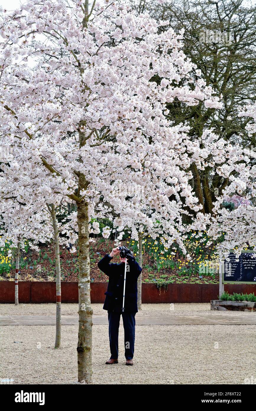 Springtime japanese cherry blossom in the Royal Horticultural Society gardens at Wisley, being photographed by an elderly gentleman Surrey England UK Stock Photo