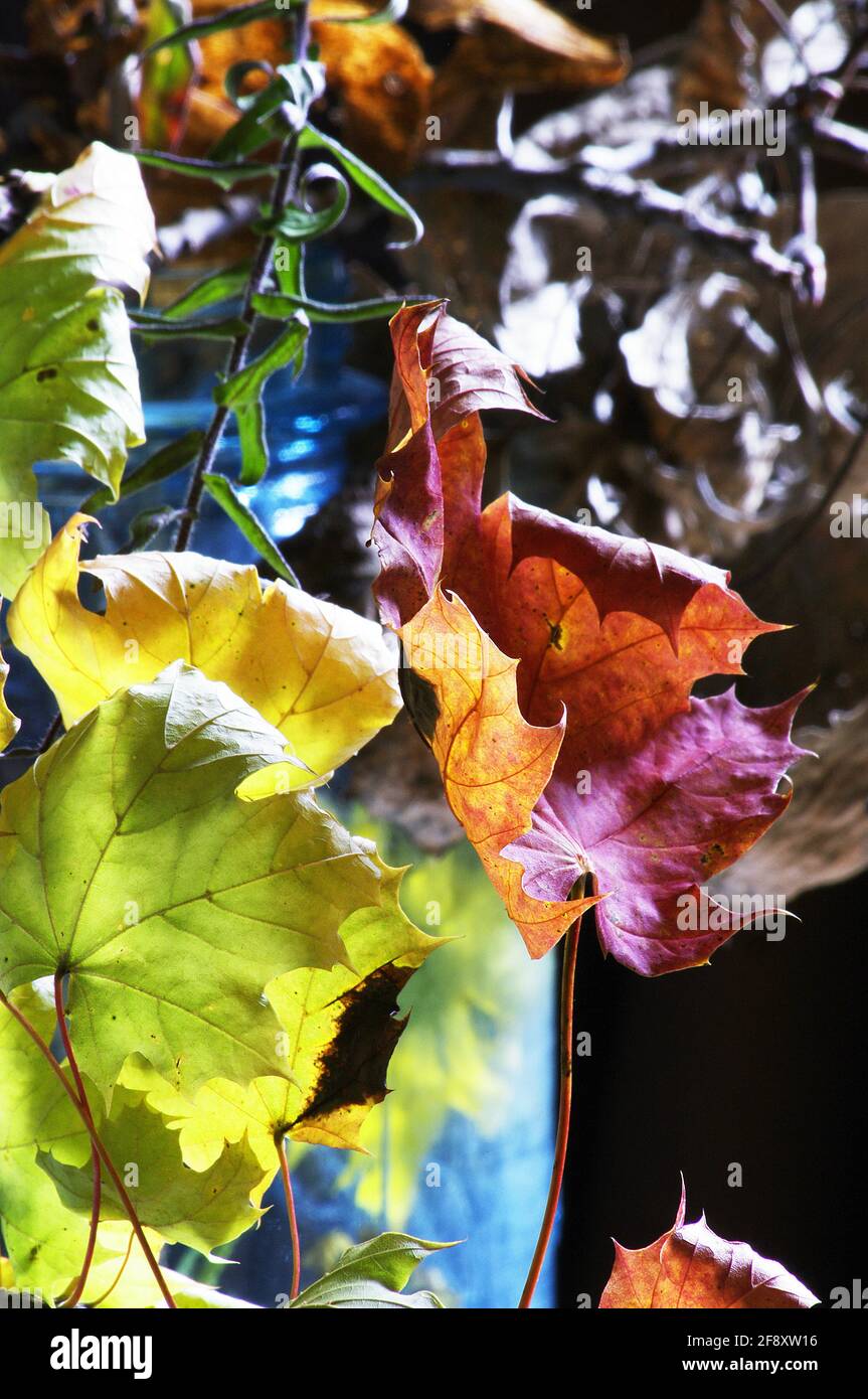 Autumn Leaves provide an interesting moody Fall composition Stock Photo ...