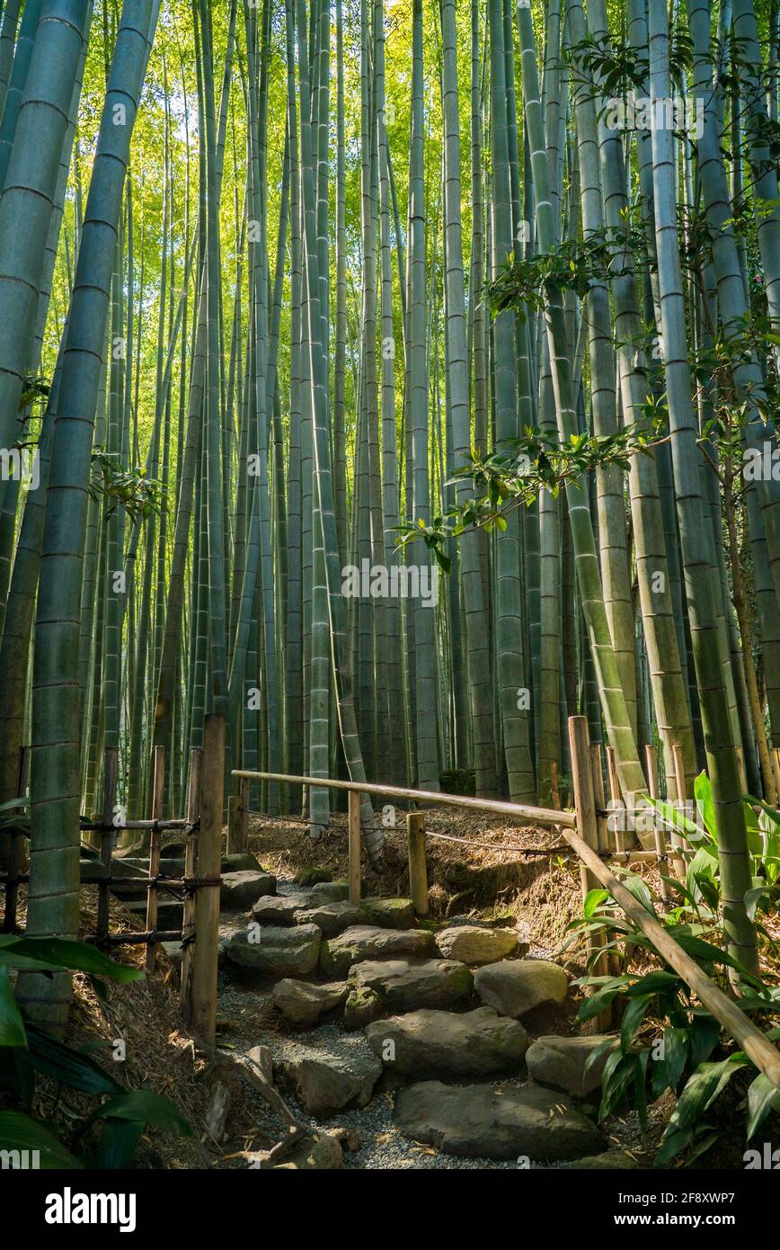 Bamboo forest with stone path through the green bamboo grove in Hokokuji Temple, Kamakura
