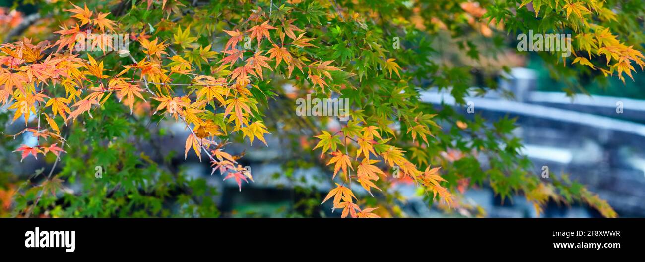Japanese maple leaves in autumn colors, Chion-in Temple, Kyoto, Japan Stock Photo