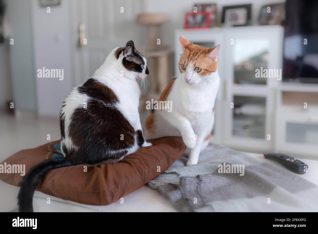 two domestic cats interact on the sofa Stock Photo