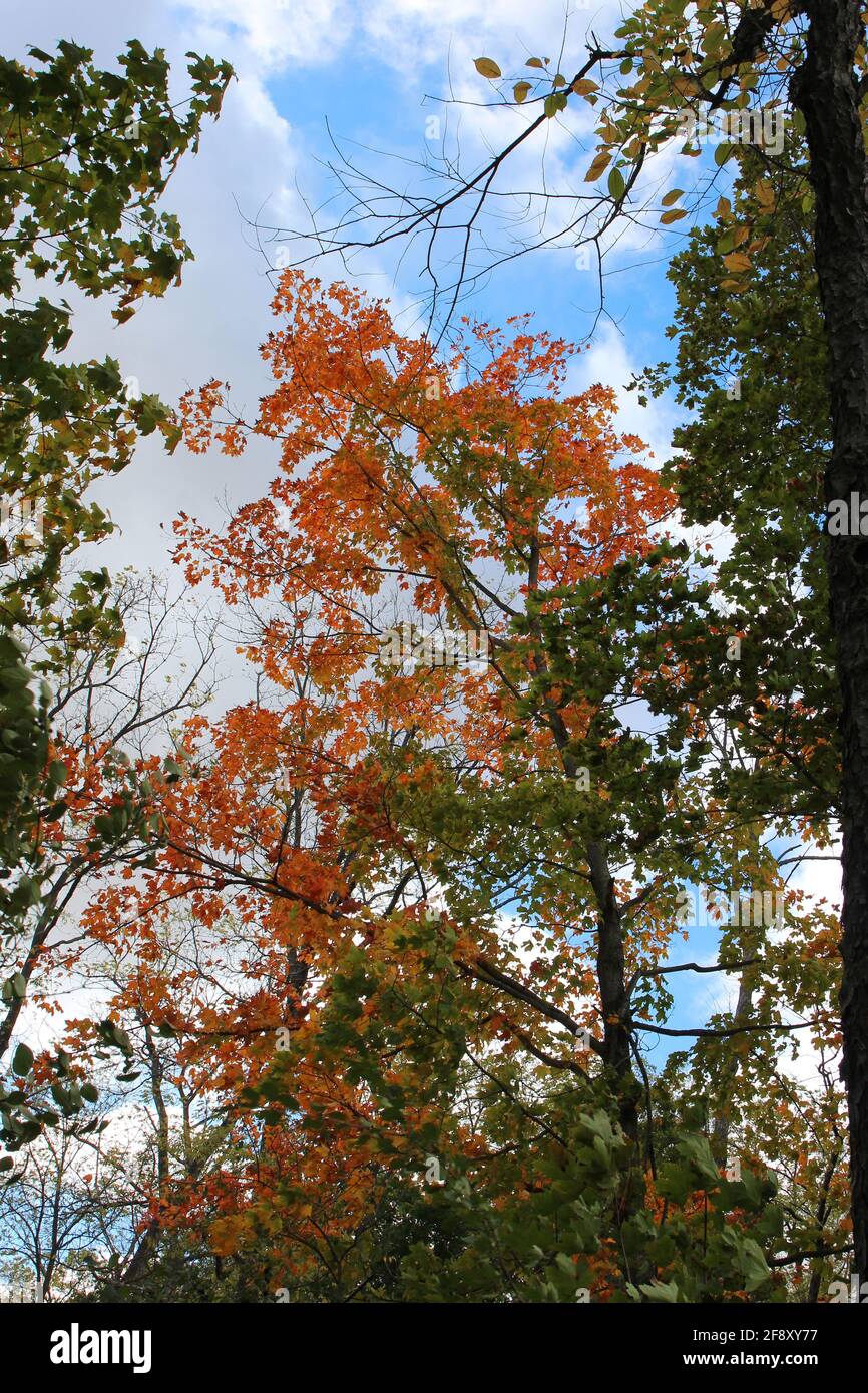 A tall Maple tree with orange and green leaves against a blue sky with ...