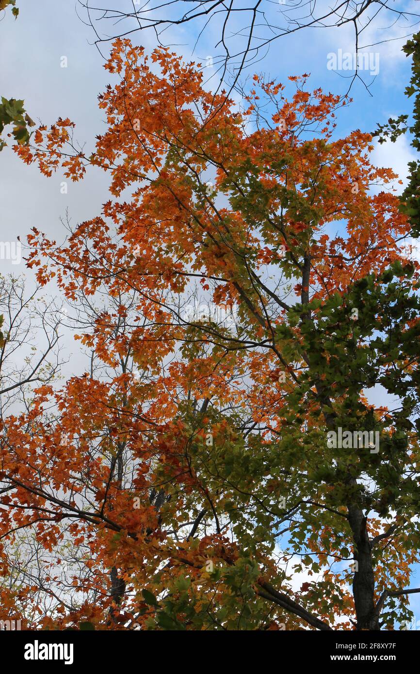 A tall Maple tree with orange and green leaves against a blue sky with ...